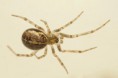 /album/theridiidae/steatoda-castanea-n-jpg/